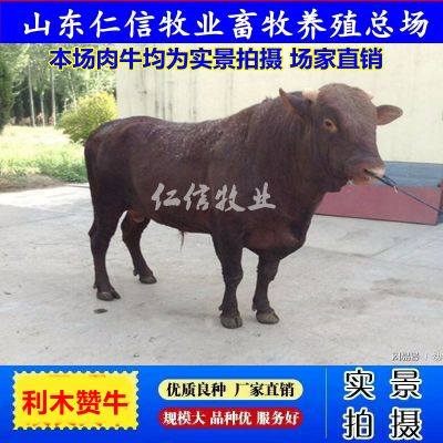 利木赞牛212.jpg