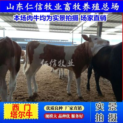 西门塔尔牛656654.jpg
