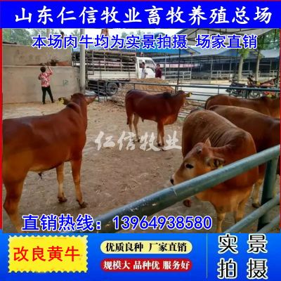 活黄牛崽265622.jpg
